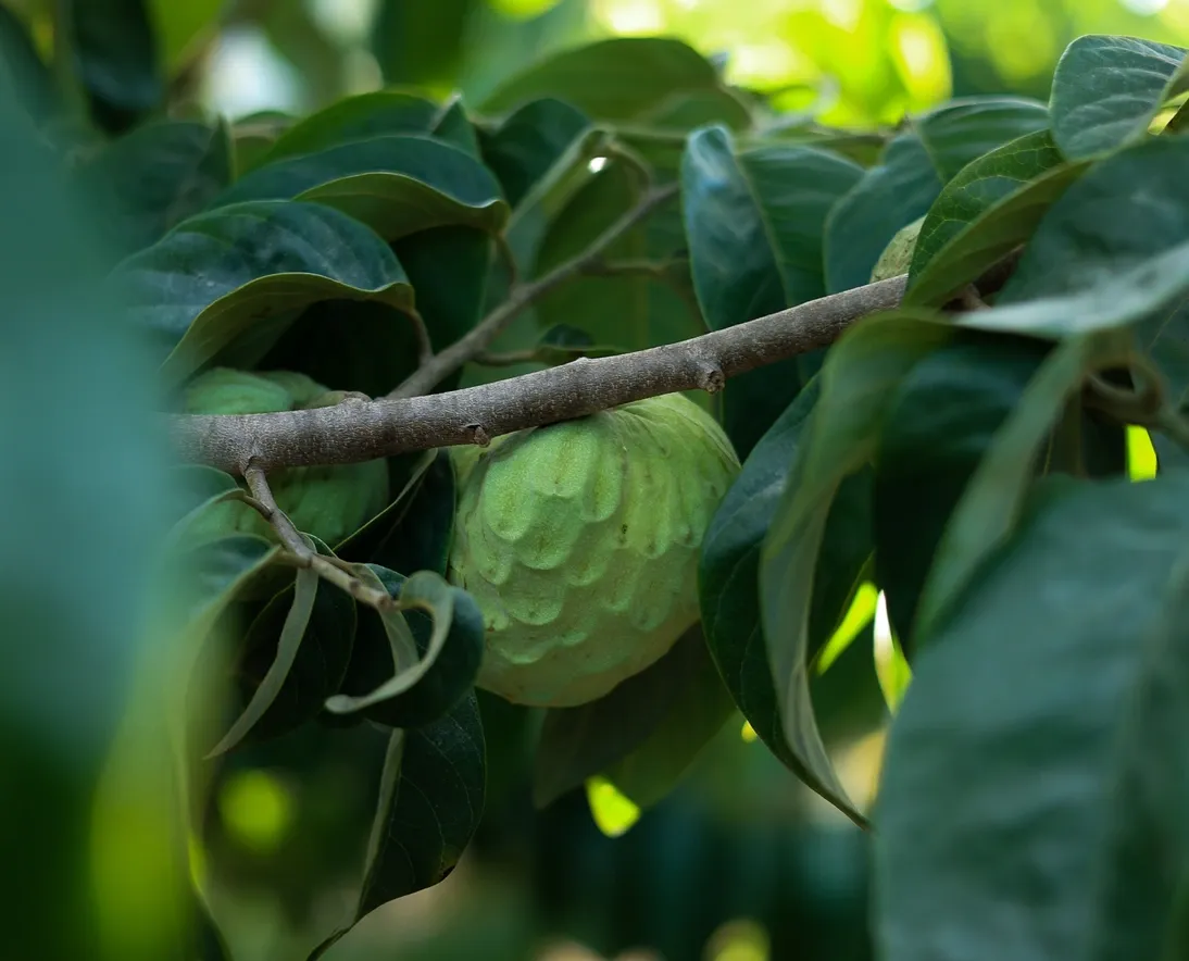 Anona (lot. Annona) – annoninių šeimos vaisius