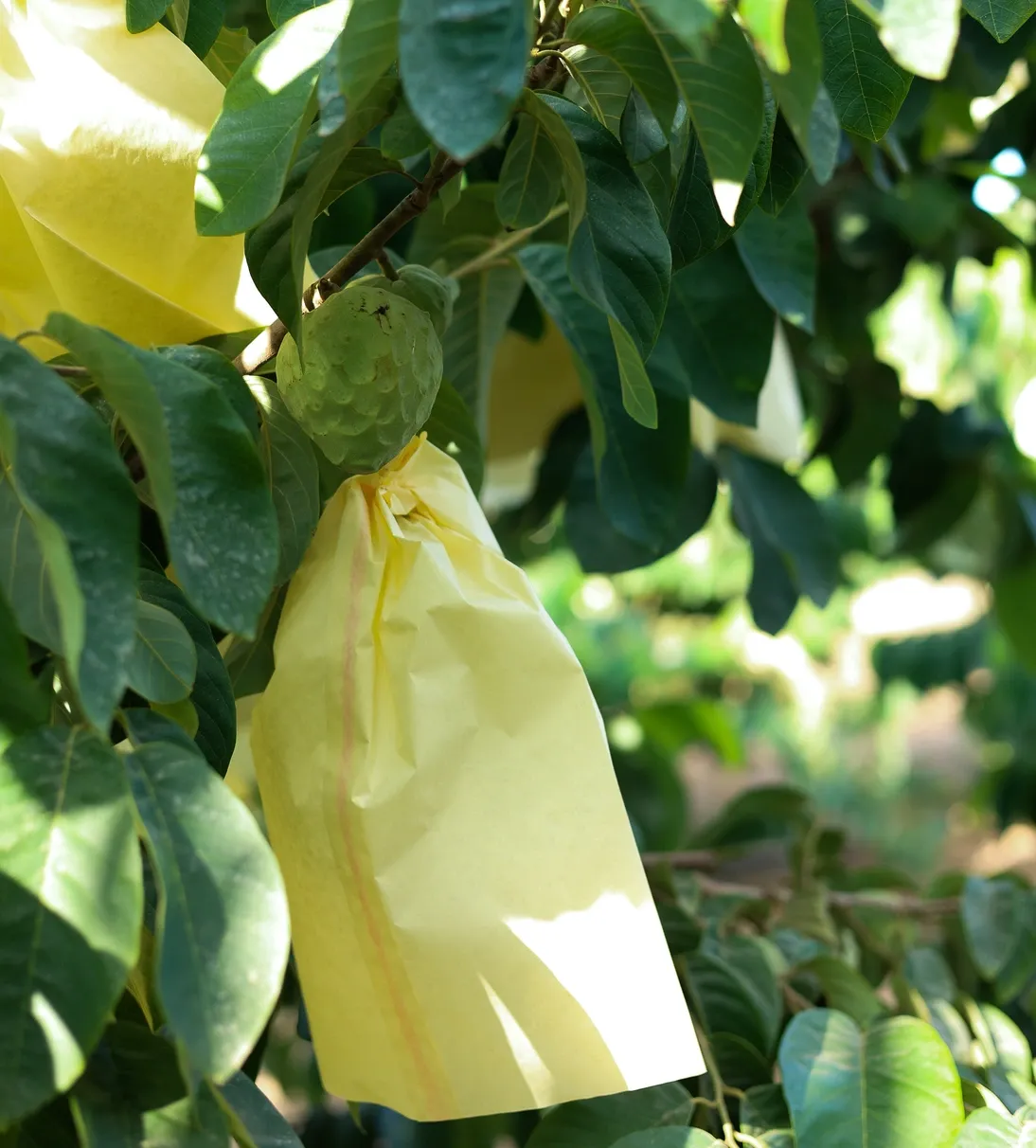 Anonos iš Ispanijos