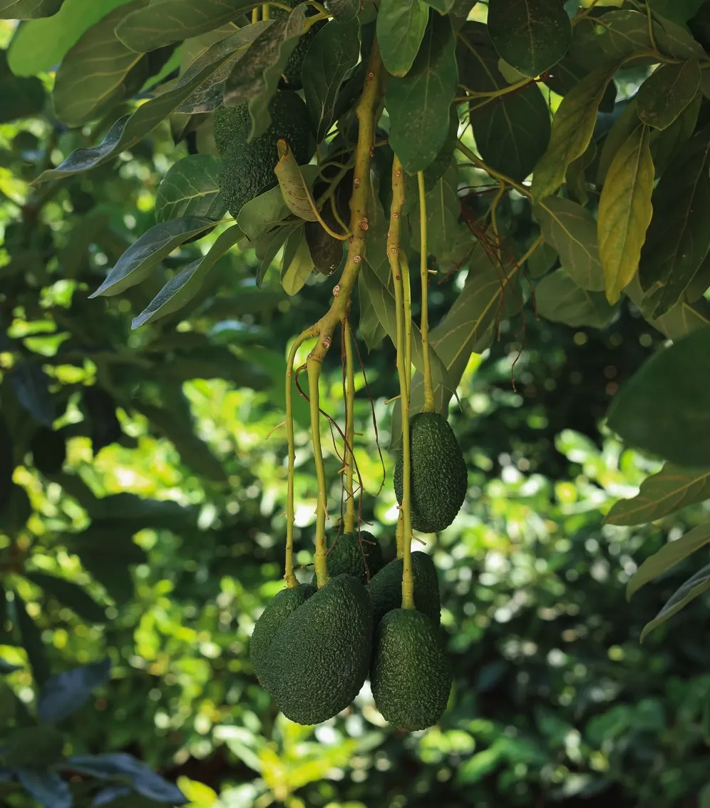 Ant medžio augantys avokadai