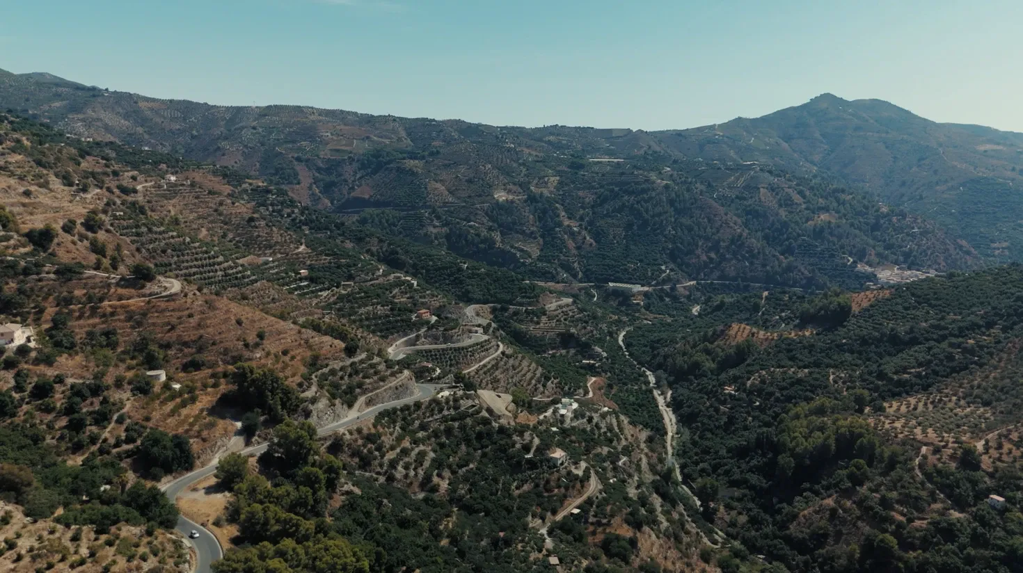 Avokadų ūkis kalnų viršūnėje