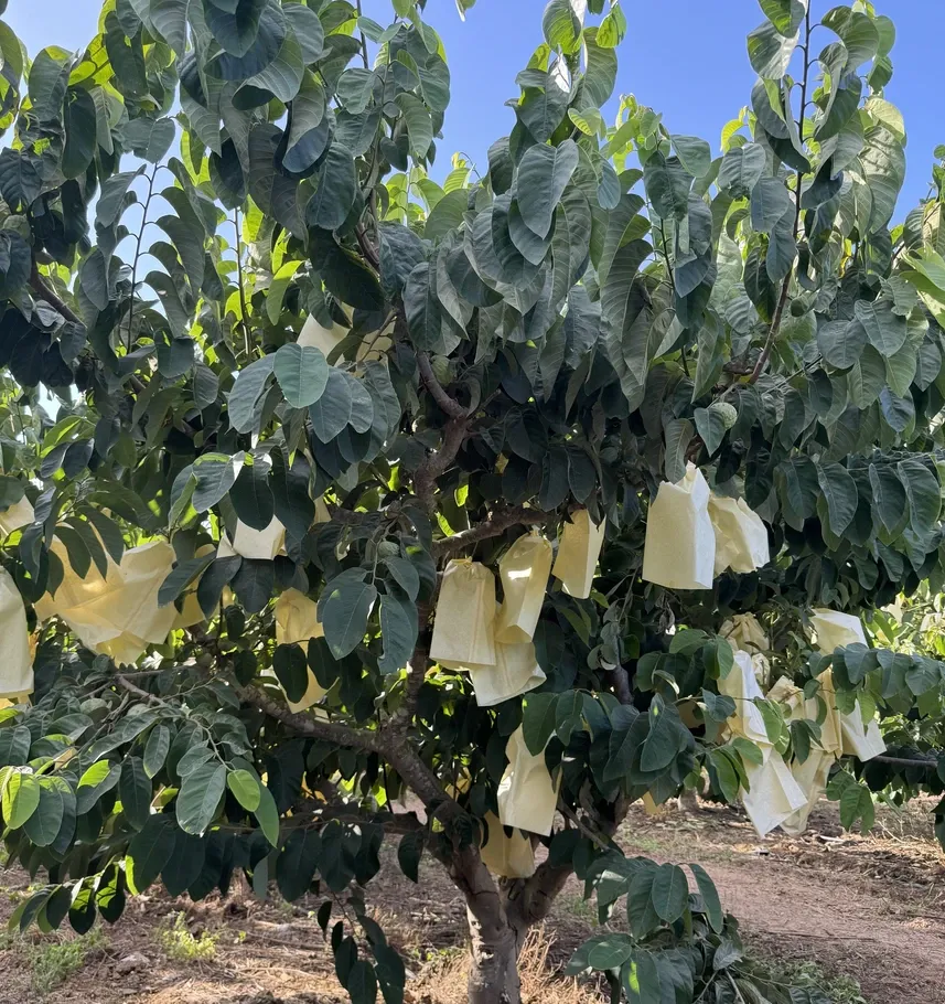 Iššūkiai kuriuos diktuoja vaisiai