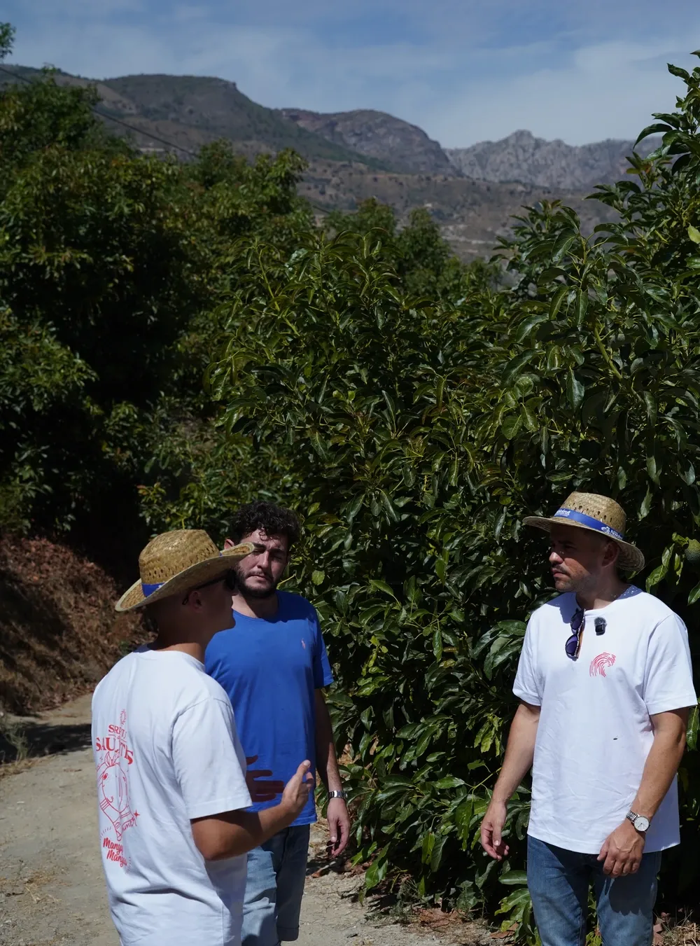 Pirmieji įspūdžiai avokadų ūkyje