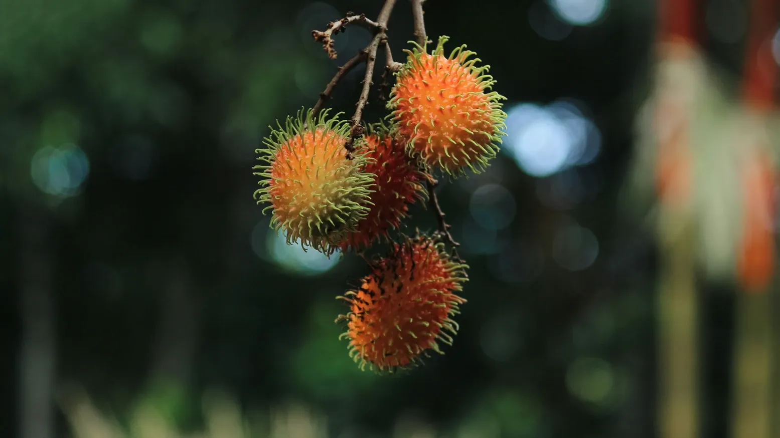 Rambutanas (Nephelium lappaceum)