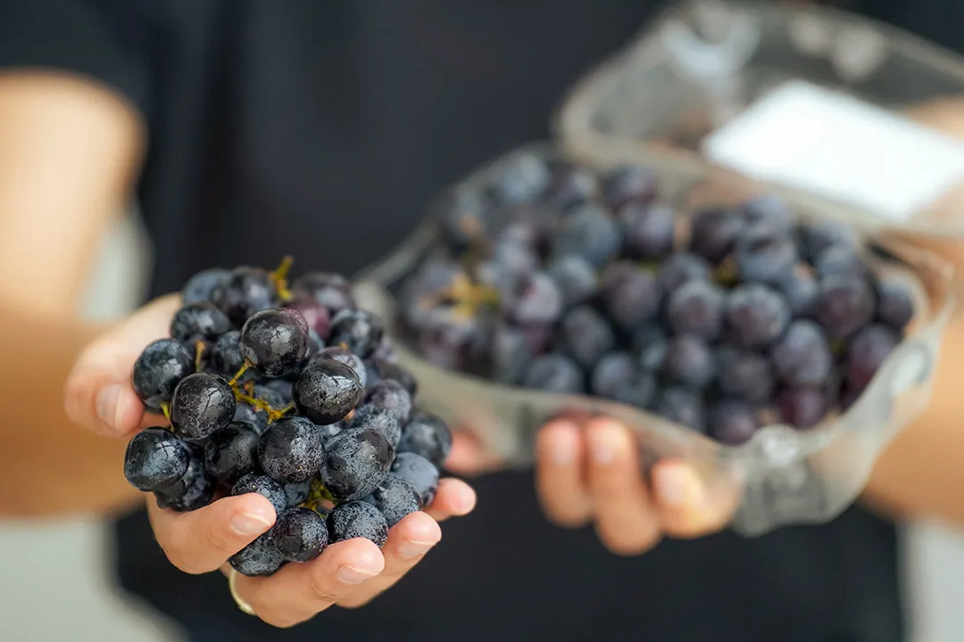 Sable Seedless vynuogės