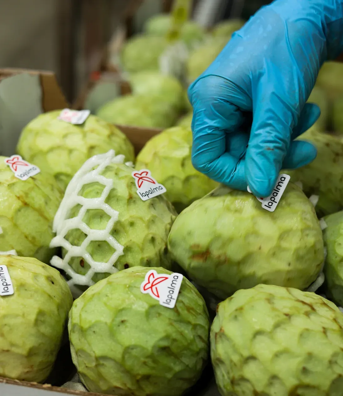 Saldžioji anona (Annona squamosa)