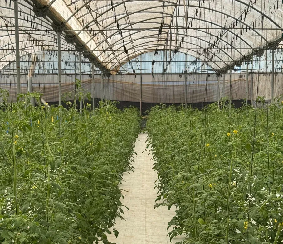 griežti reikalavimai šiltnamiuose