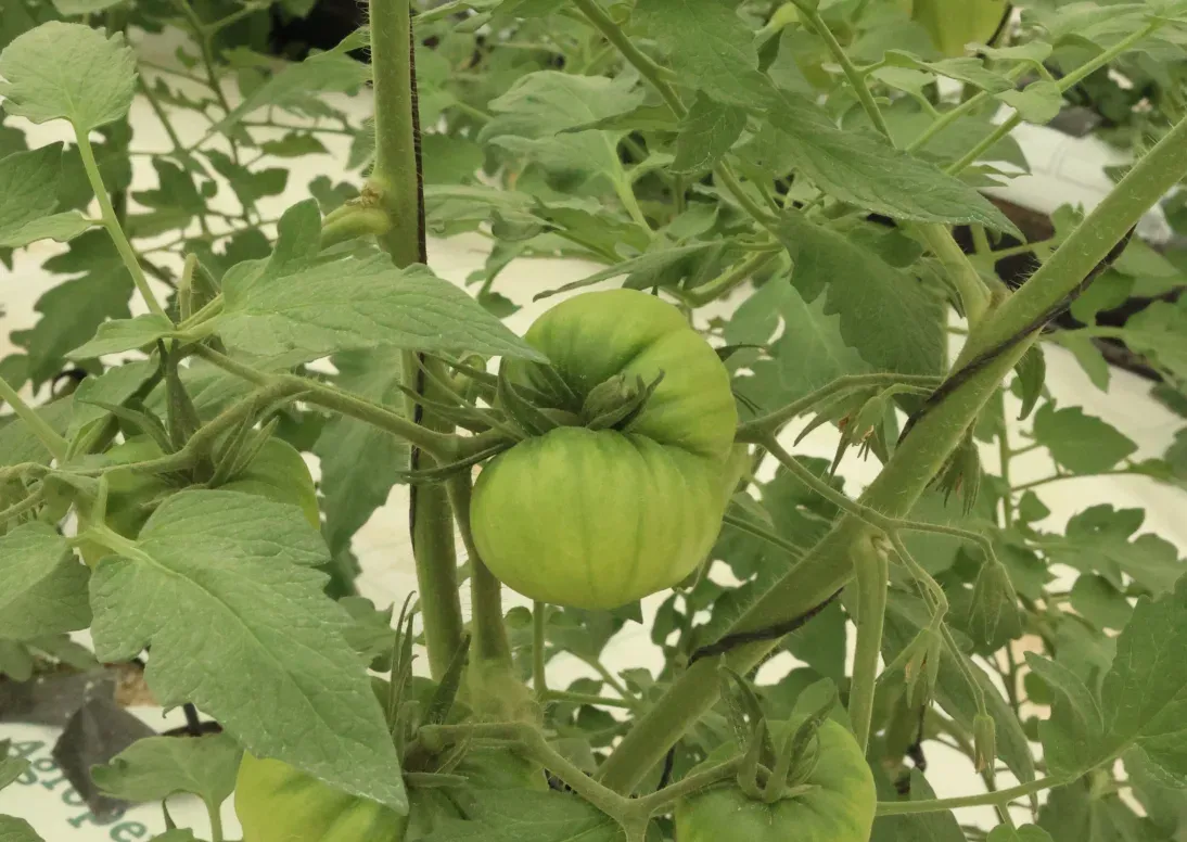 ispanų pasididžiavimas „Adora“ pomidorai