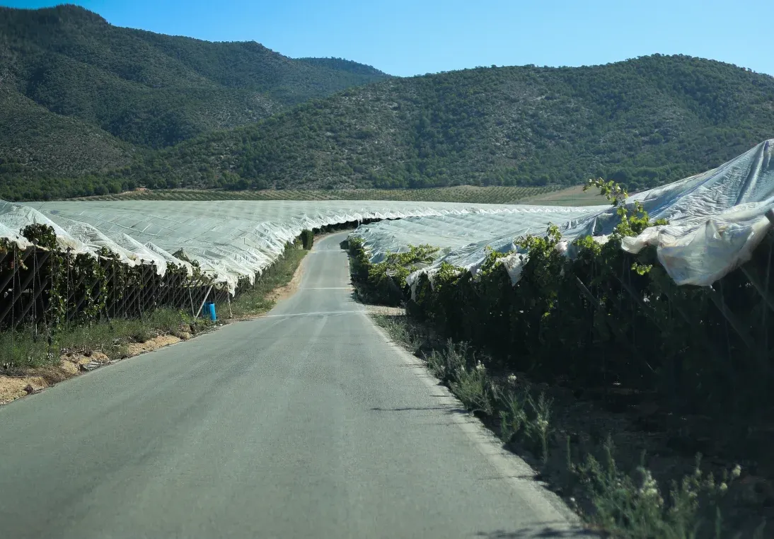 Asfaltuotas kelias, vedantis pro MOYCA vynuogynų eiles, kurios yra apdengtos modernia apsaugine danga nuo lietaus.