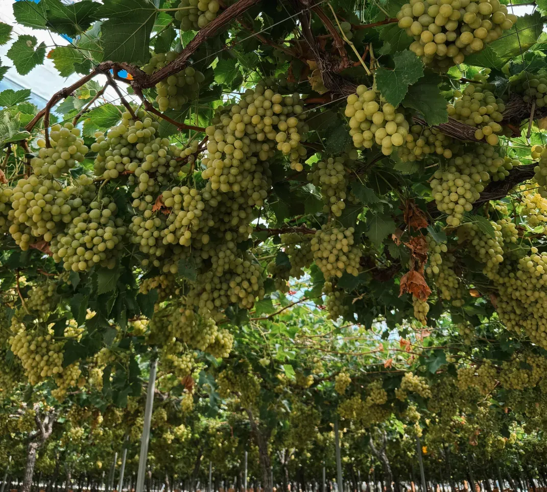 MOYCA vynuogės augančios kekėmis