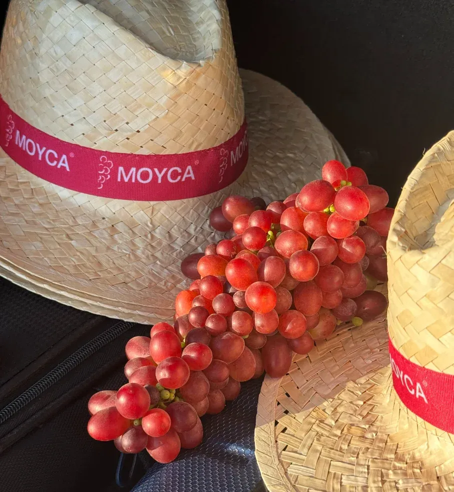 Sultinga raudonųjų vynuogių kekė, padėta ant dviejų šiaudinių MOYCA skrybėlių.