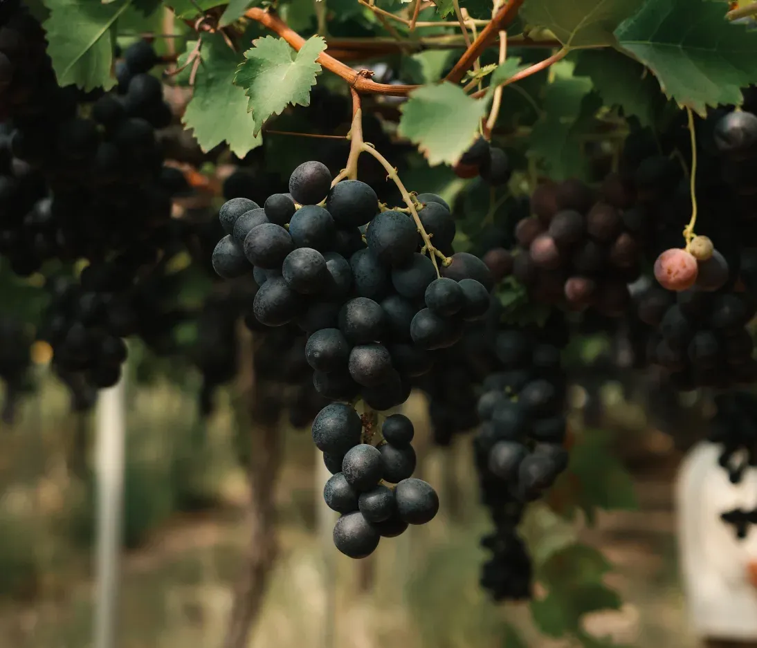 Šviežių vynuogių derlius