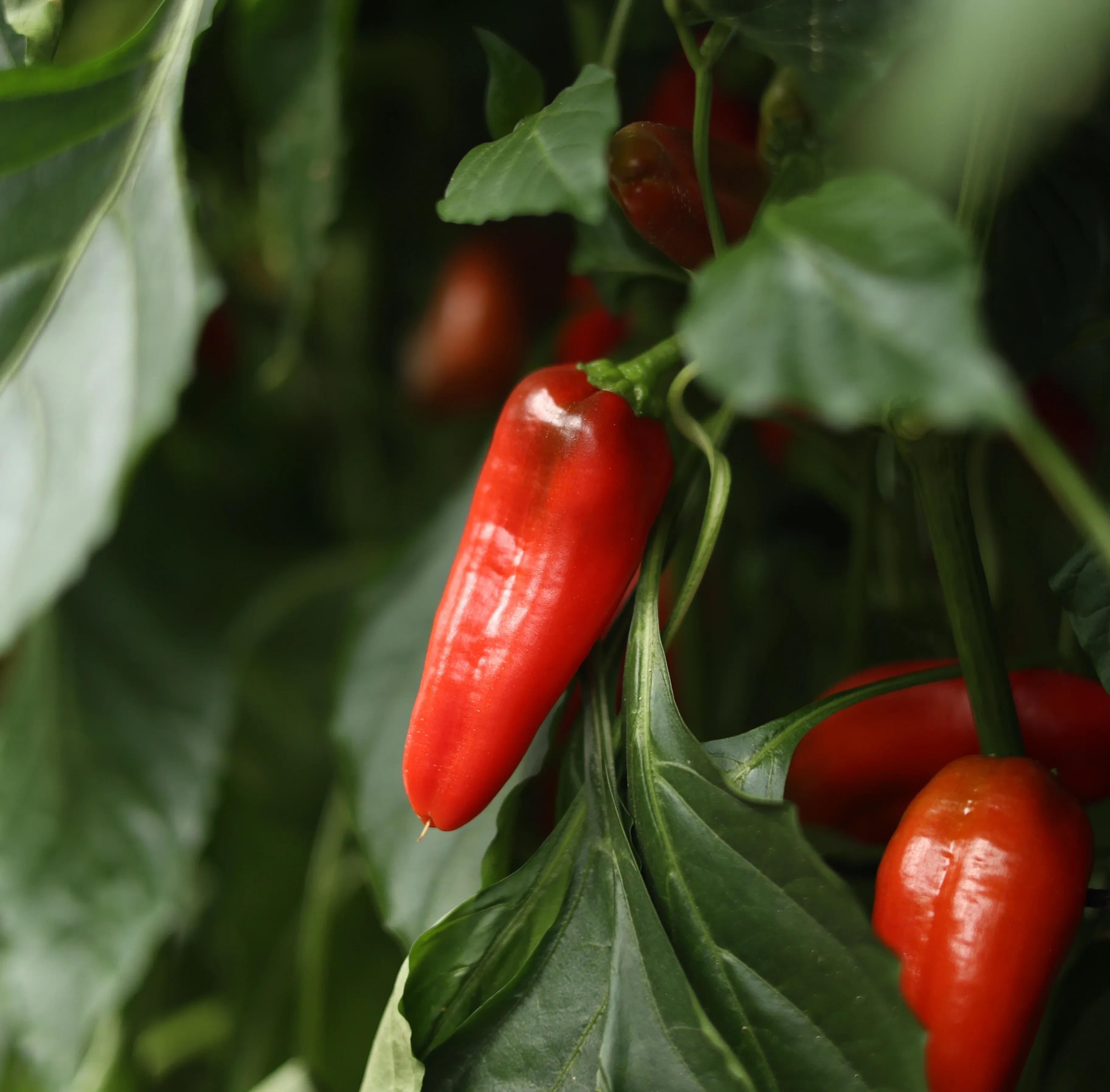 traškios besėklės paprikos