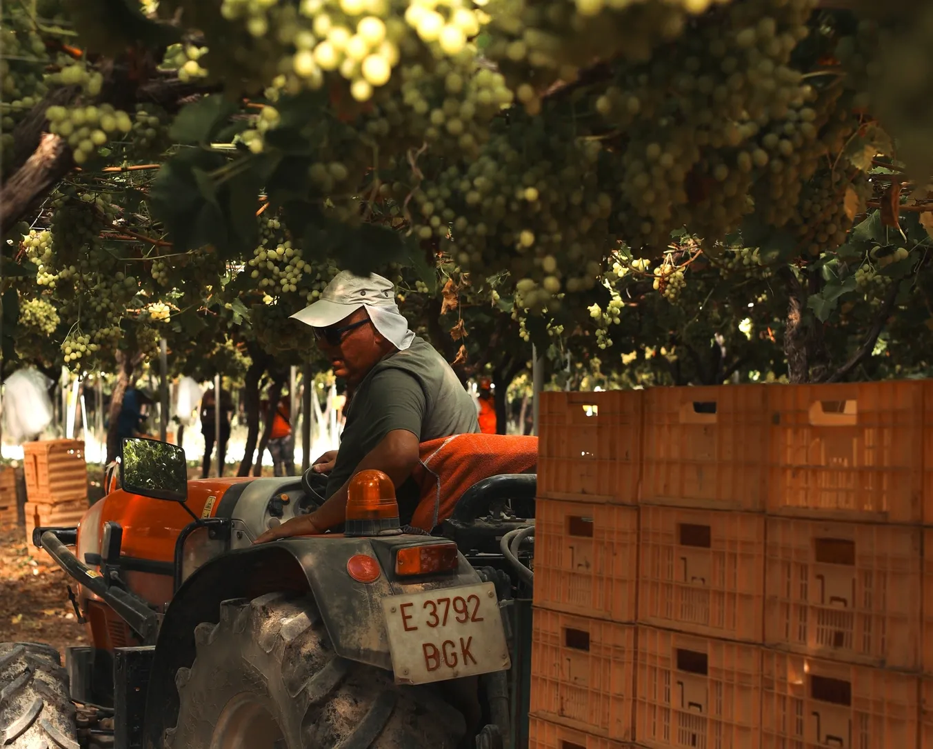 MOYCA ūkio darbuotojas kruopščiai prižiūri vynuogyną.