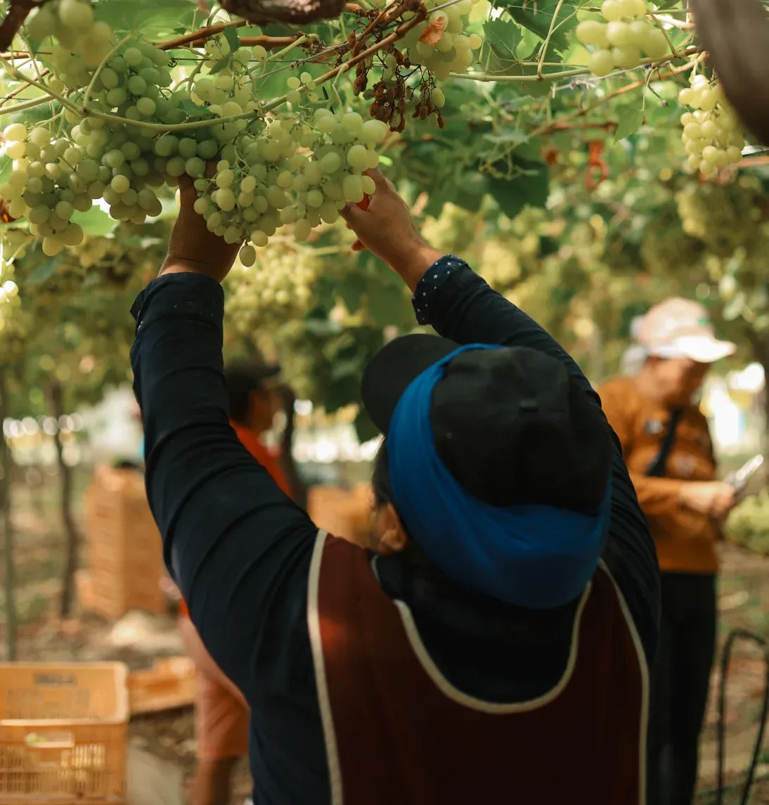MOYCA ūkio darbuotoja rankomis atsargiai skina prinokusių žaliųjų vynuogių kekę nuo vynmedžio.